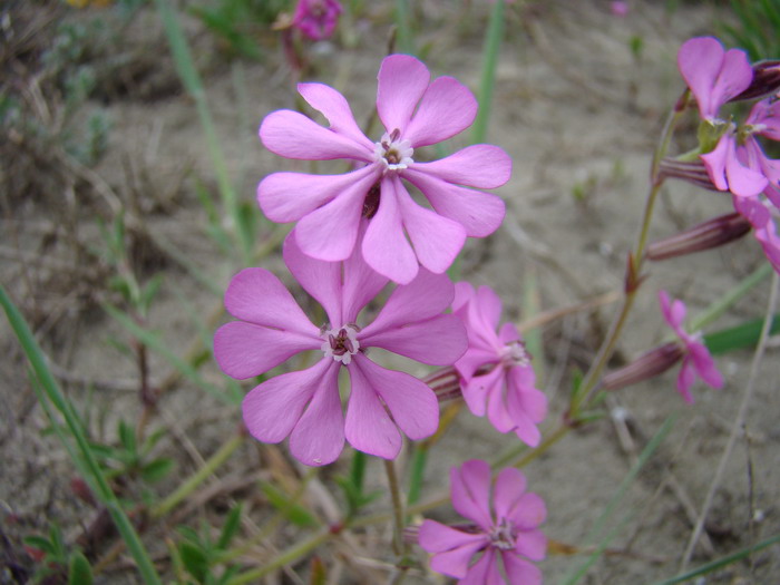 Silene colorata / Silene colorata